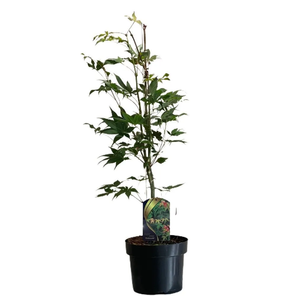 Acer palmatum 'Osakazuki' Tree 50cm Tall (NL)