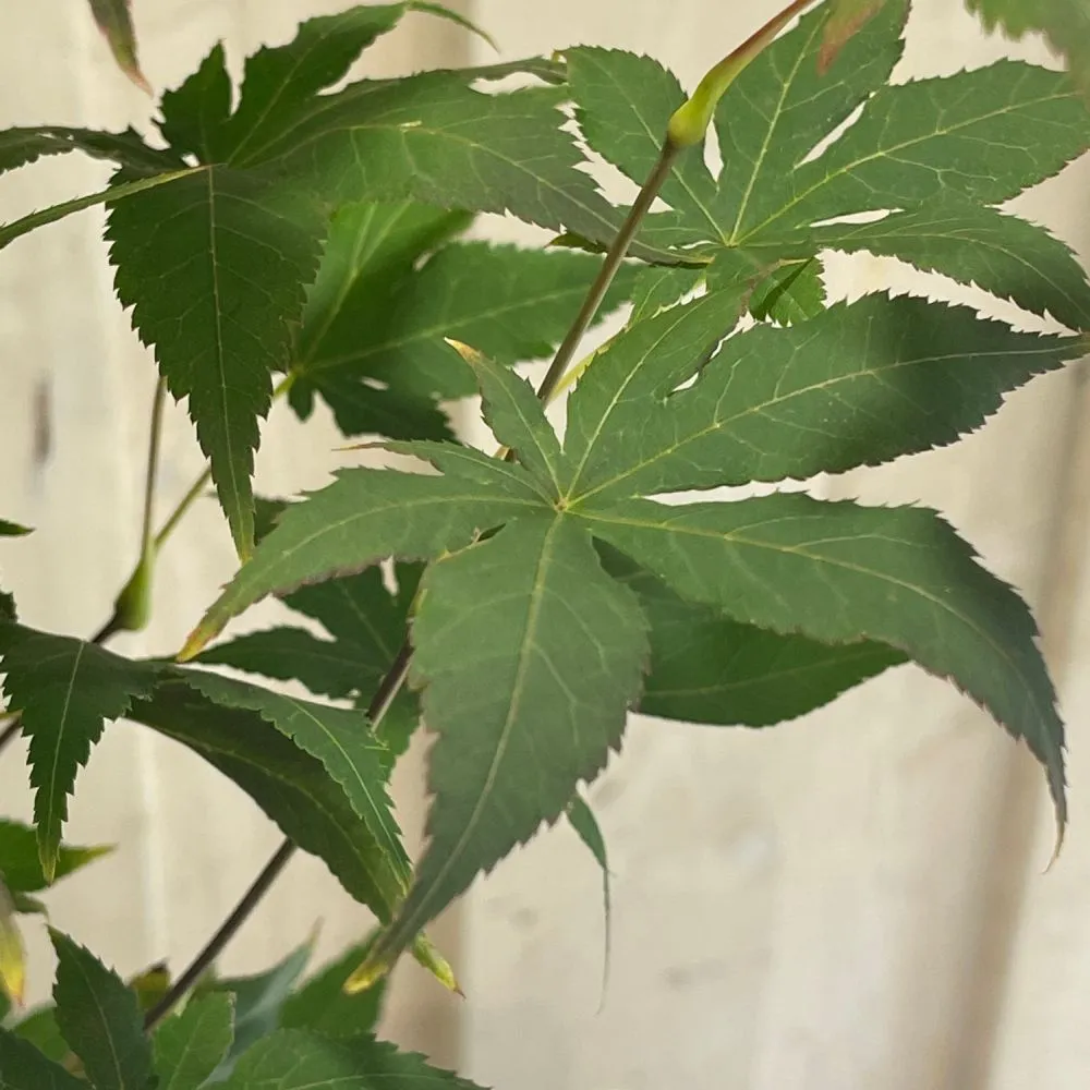 Acer palmatum 'Osakazuki' Tree 50cm Tall (NL)