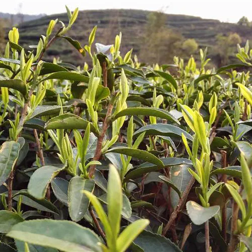 Bai Mu Dan