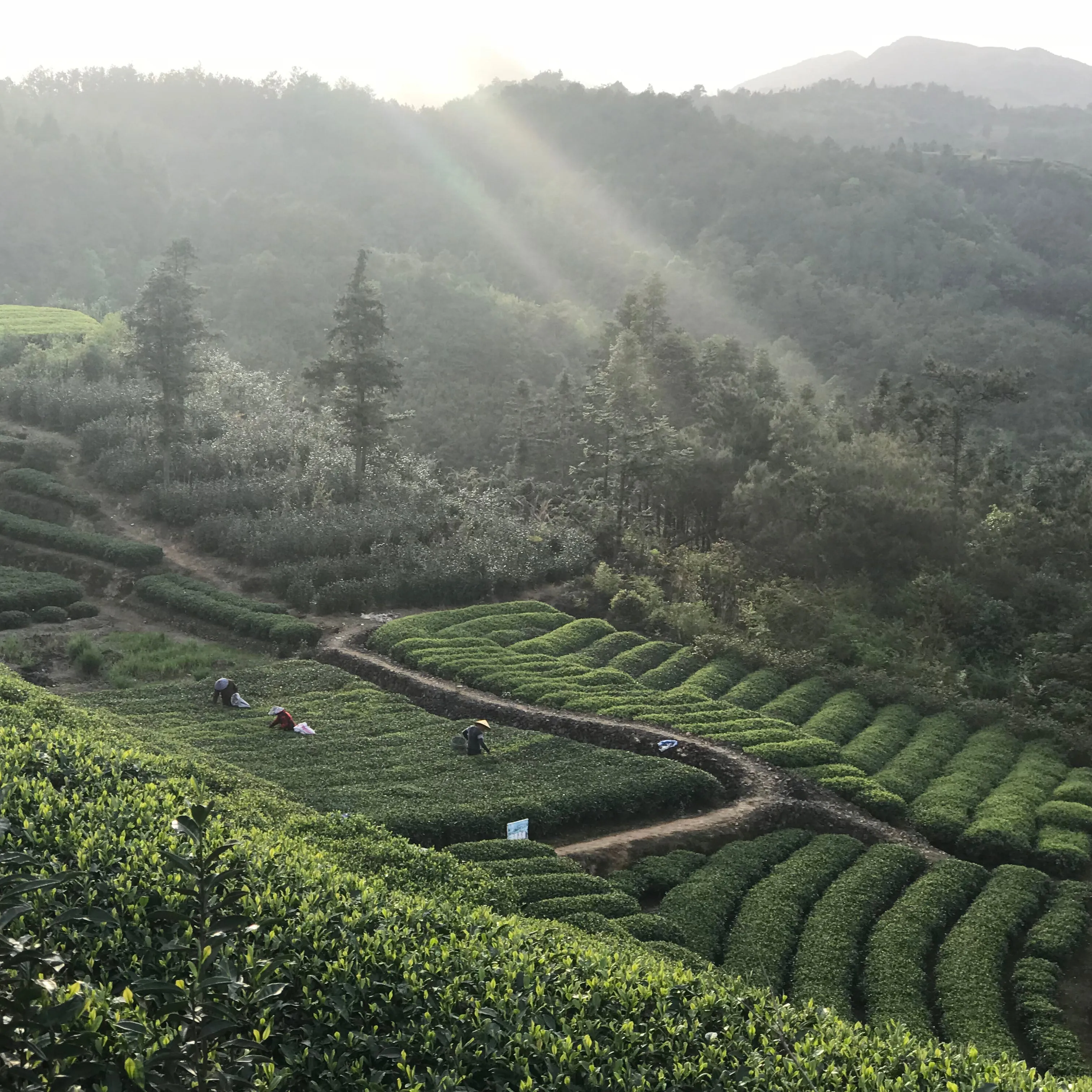Bai Mu Dan