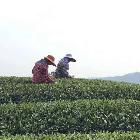 Bai Mu Dan