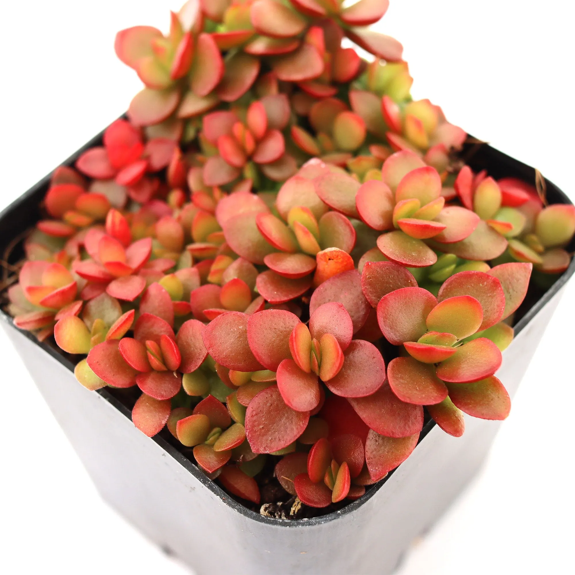 Crassula pubescens ssp. radicans 'Small Red Carpet Stonecrop'