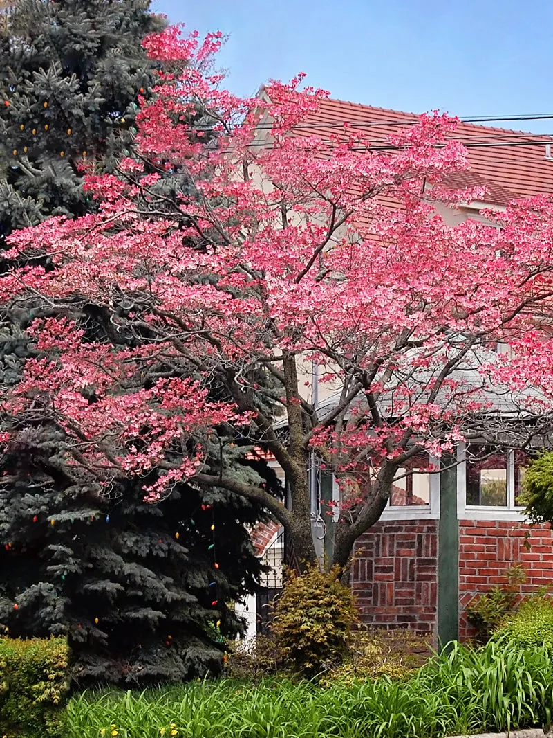 Dogwood - Pink